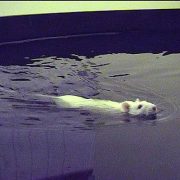 شنا کزدن موش