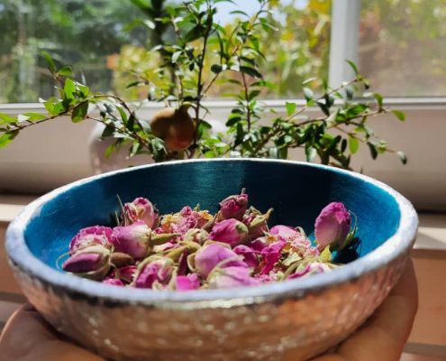 طریقه خشک کردن غنچه گل محمدی